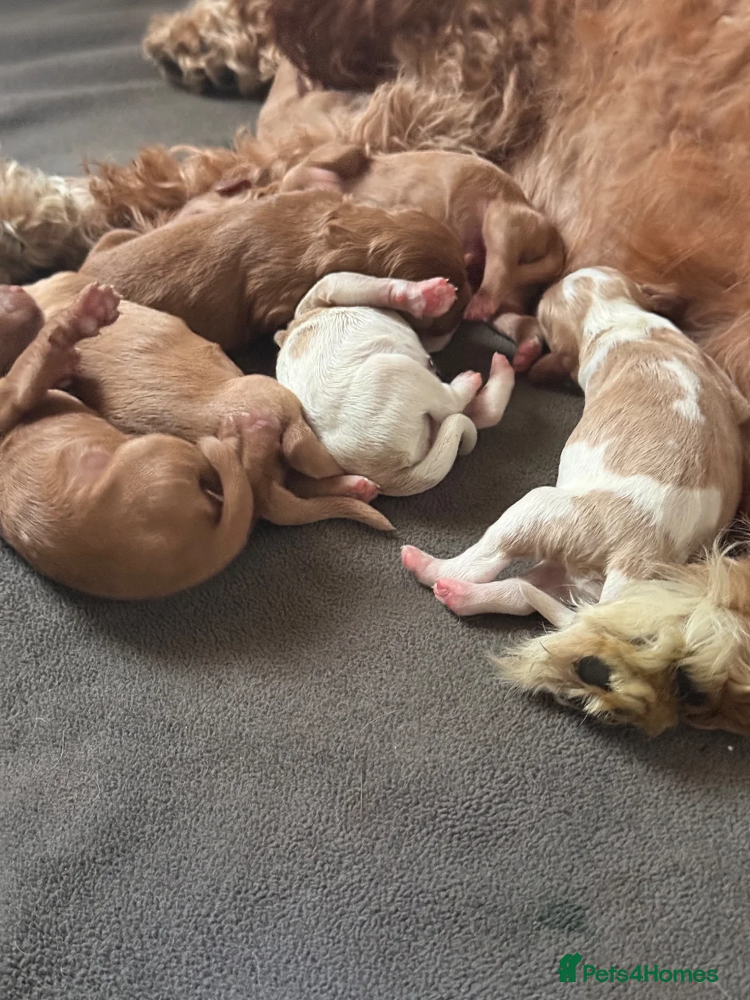 Cavapoo dogs for sale: Beautiful apricot/chocolate cavapoos - Advert 2