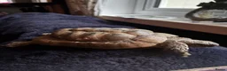 Tortoise reptiles for sale: Tortoise  - Advert 3
