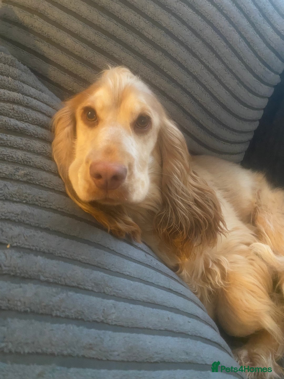 Cocker Spaniel dogs for sale: Show cocker Nelly - Advert 2