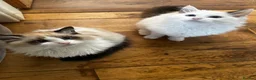 Ragdoll cats for sale: 2 ragdoll girls looking for their forever homes💞 - Advert 4