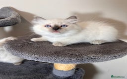 Ragdoll cats for sale: Last Girl & Boy beautiful Ragdolls - Image 1