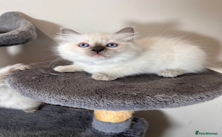 Ragdoll cats - Advert 1