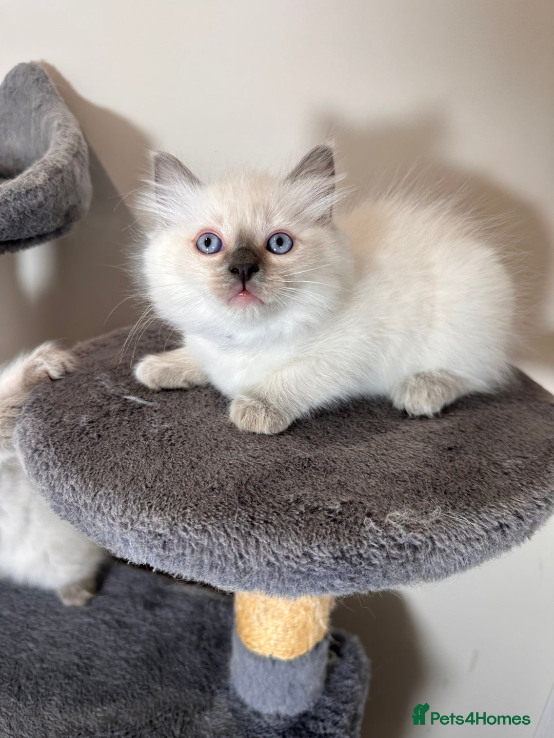 Ragdoll cats for sale: Last Girl & Boy beautiful Ragdolls - Image 1