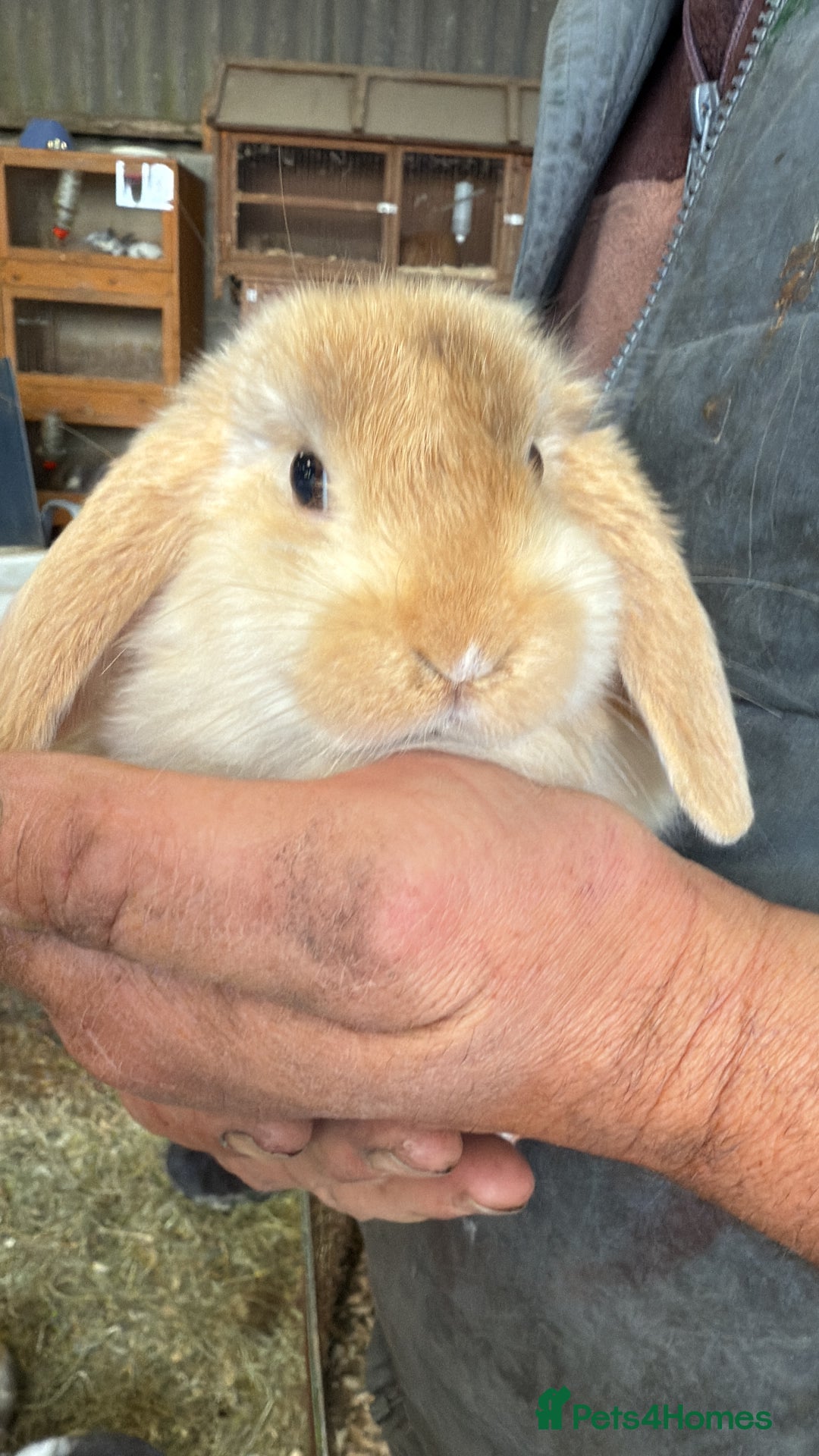 Mini Lop rabbits for sale: VACCINATED/wormed/flead mini lop babies  - Image 11