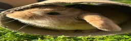Dwarf Lop rabbits for sale: 3 mini dwarf lop bunnies in Hereford - Advert 1