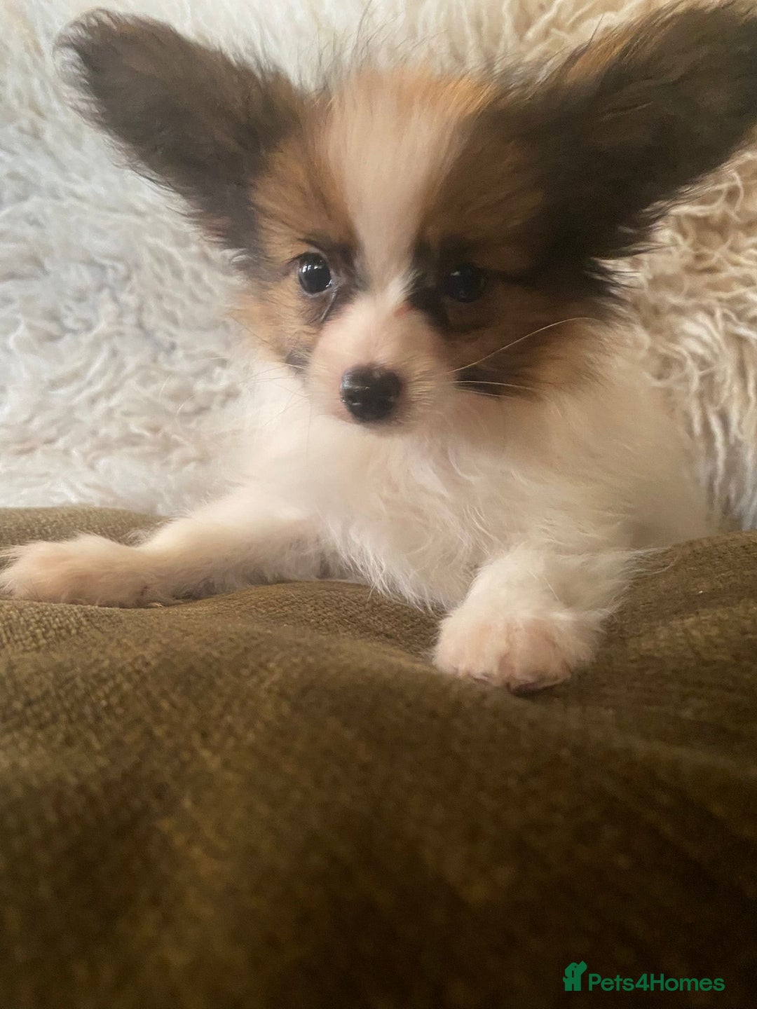 Papillon dogs for sale: Kennel Club registered Papillons - Advert 8