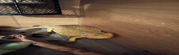 Bearded Dragon reptiles for sale: Bearded dragon male in Colchester - Advert 3