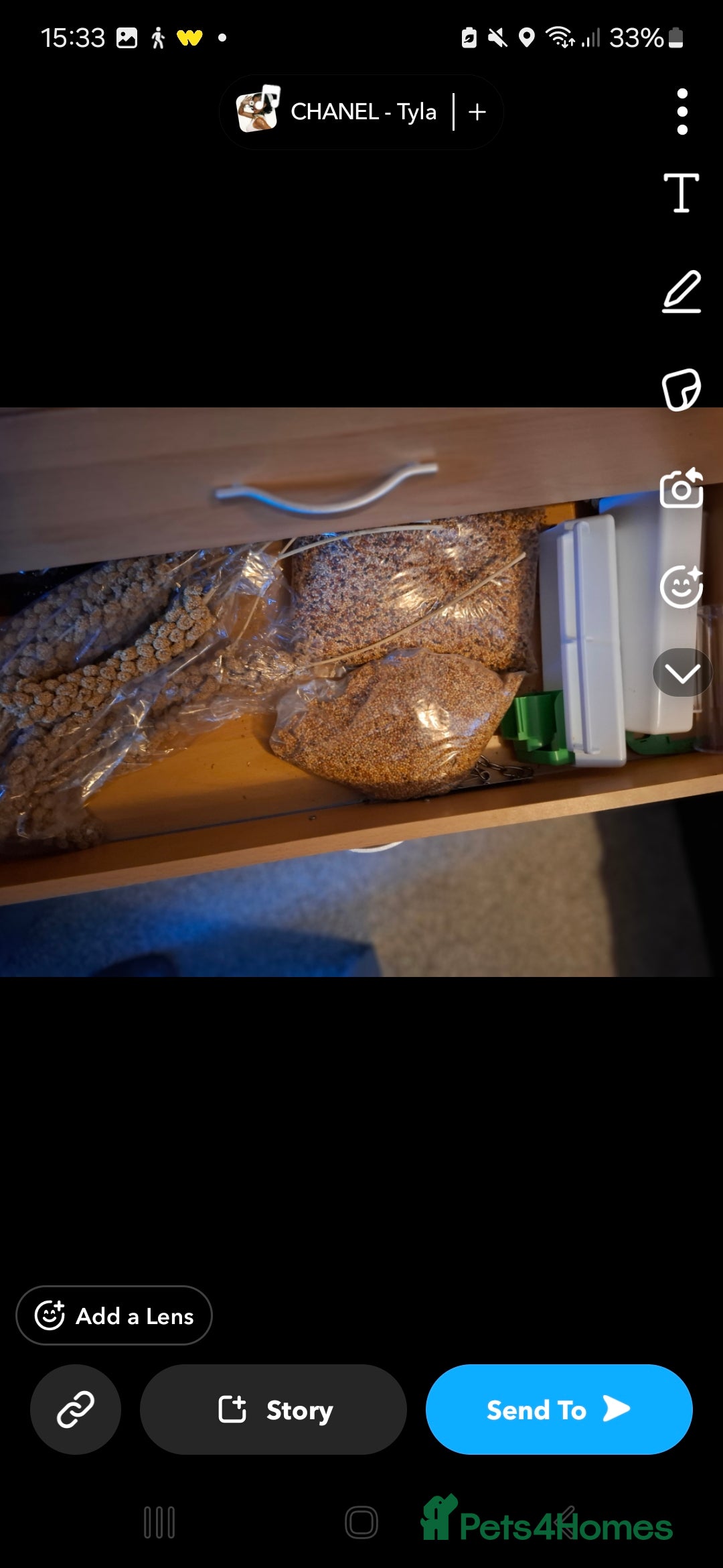 Budgerigars birds for sale: Male budgie cage and accessories  - Advert 6