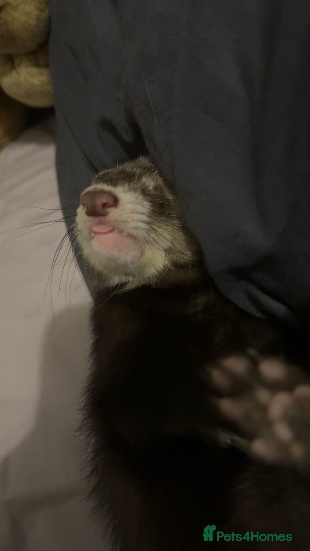 Ferret rodents for sale: bonded ferrets   - Advert 12