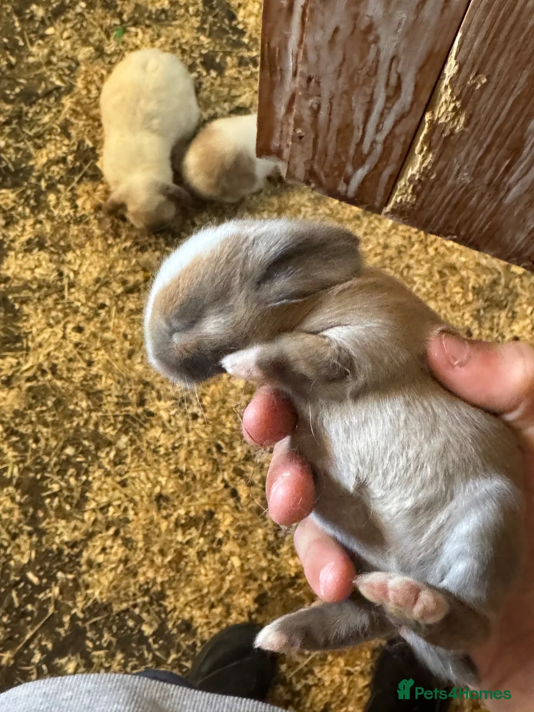 Mixed Breed rabbits for sale: Beautiful rabbits ready soon in Cambridge - Advert 2