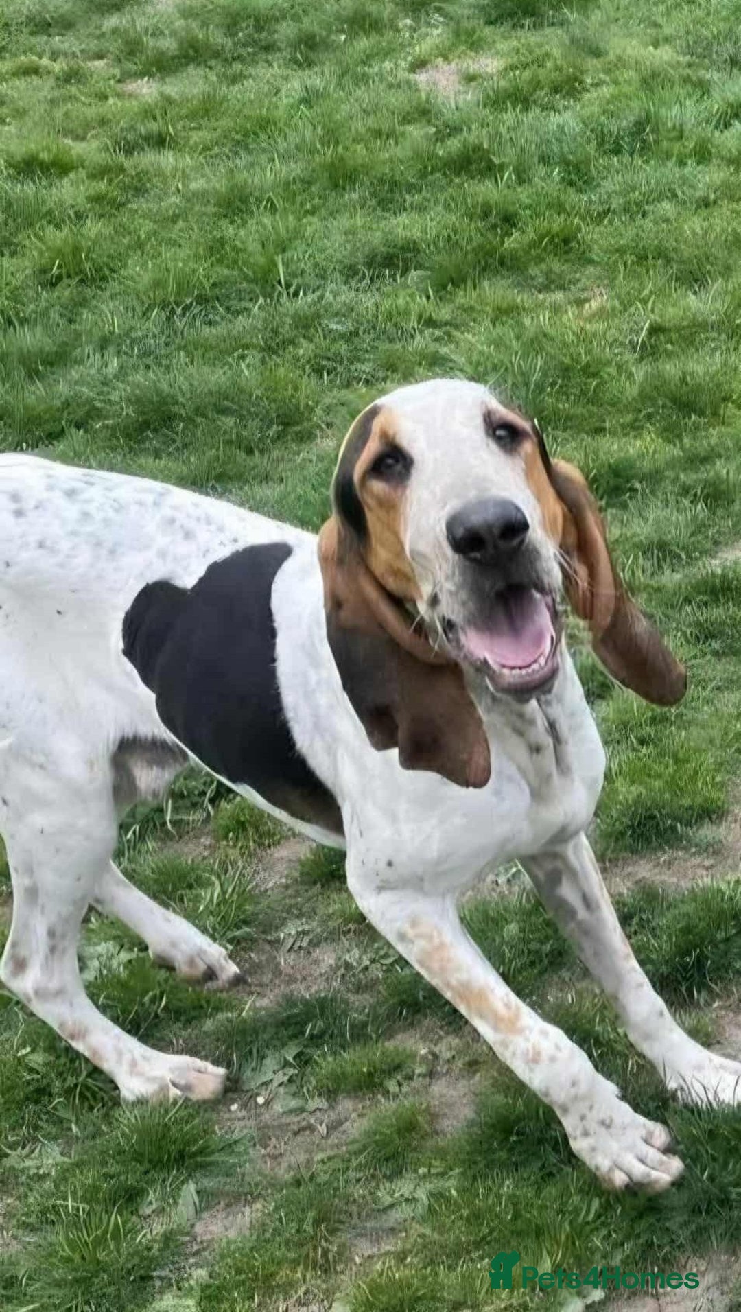 Mixed Breed dogs for adoption: Young Sabueso Hound Henry looking for a new home - Image 3