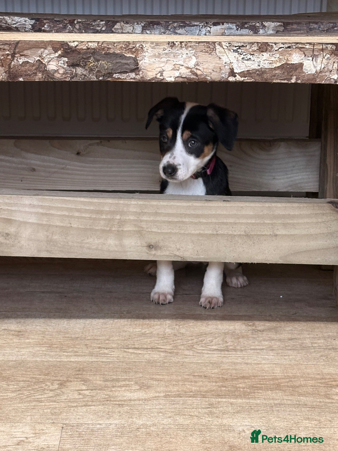 Mixed Breed dogs Border collie x Hunterway puppies - Advert 2