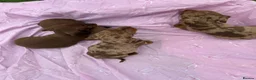 Miniature Dachshund dogs for sale: Puppies - Advert 11