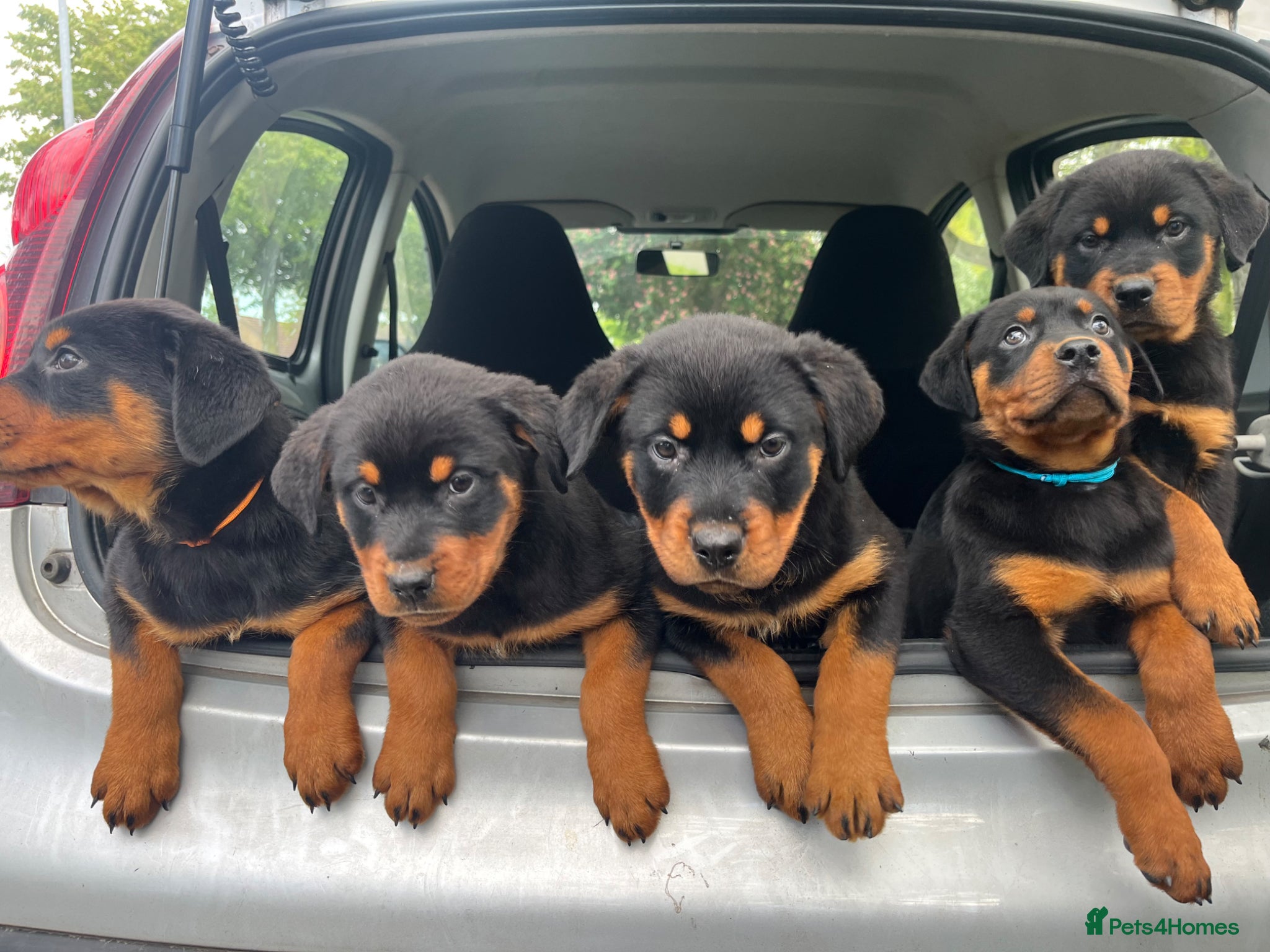 Rottweiler dogs Puppies - Advert 14