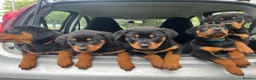 Rottweiler dogs for sale: Puppies - Advert 8