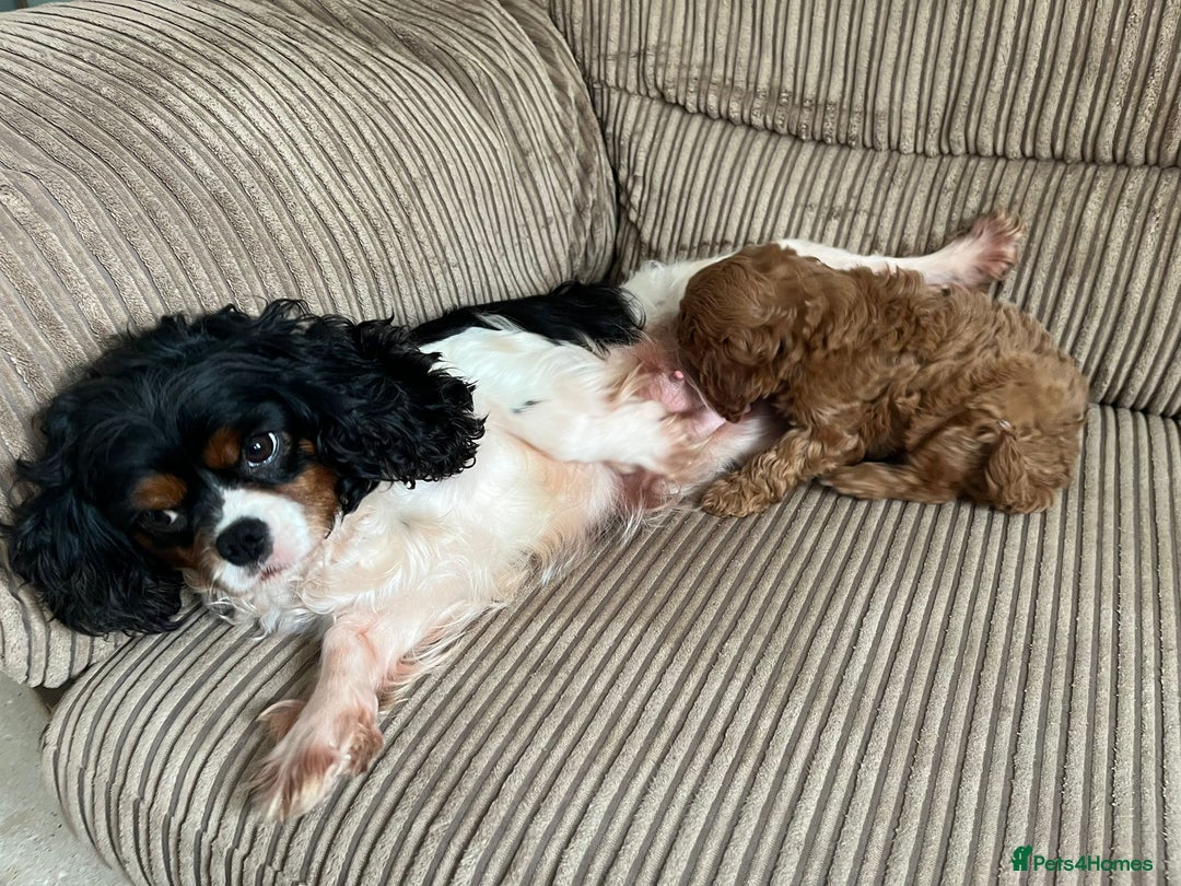 Cavapoo dogs for sale: Cavapoo (Girl) - Advert 1