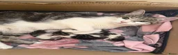 British Shorthair cats for sale: Kitten’s  in Darlington - Advert 15