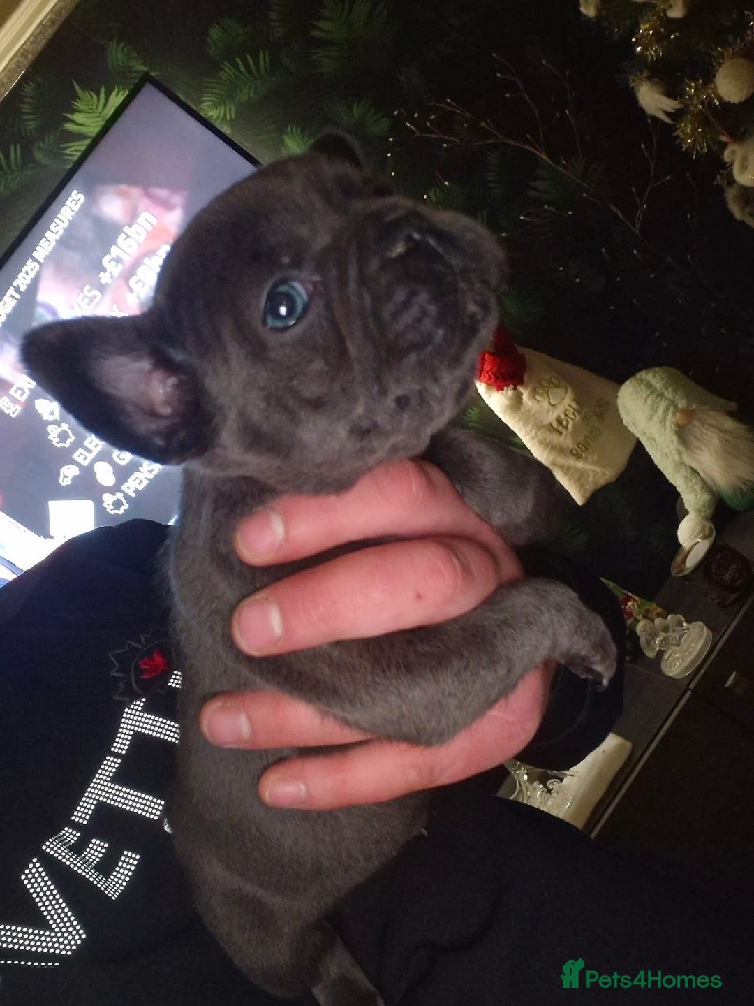 French Bulldog dogs for sale: Fluffy French bulldog puppies  - Advert 4