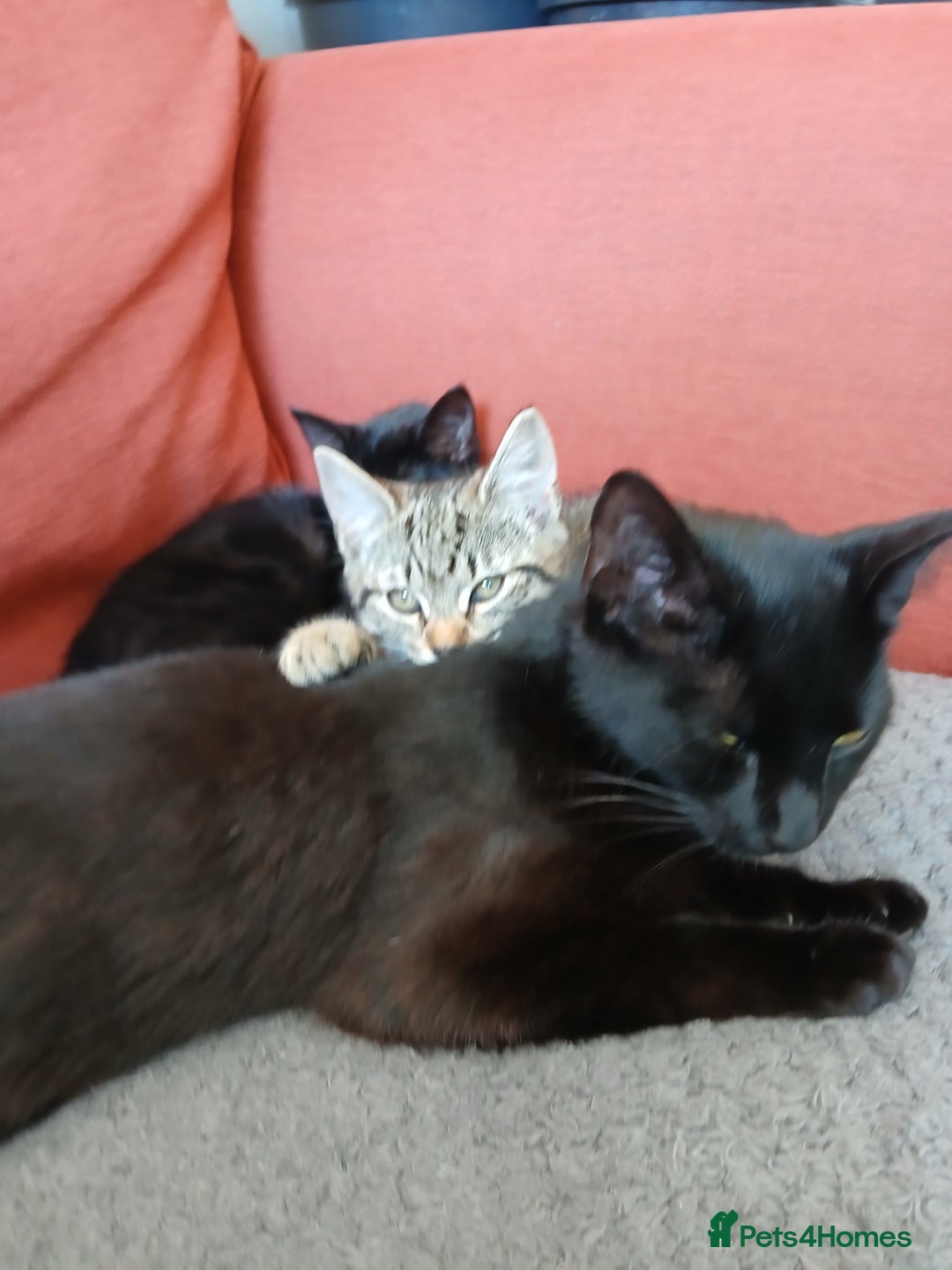Mixed Breed cats for sale: Beautiful kitten  - Image 3