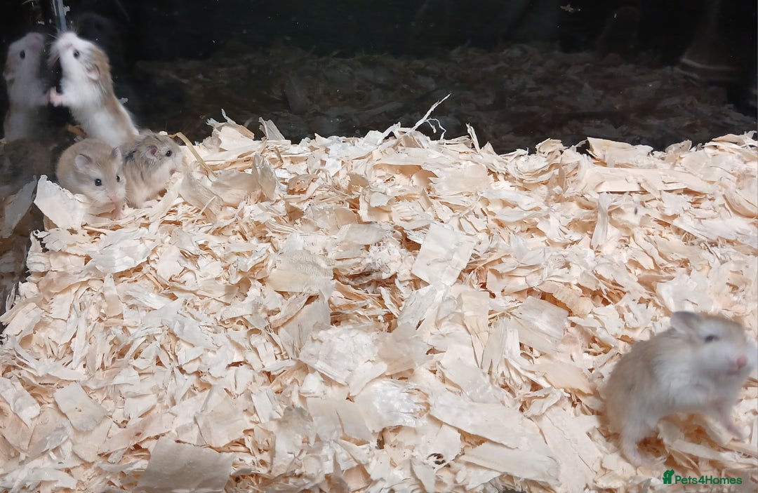 Hamster rodents for sale: Roborovski Hamsters Females   - Image 14