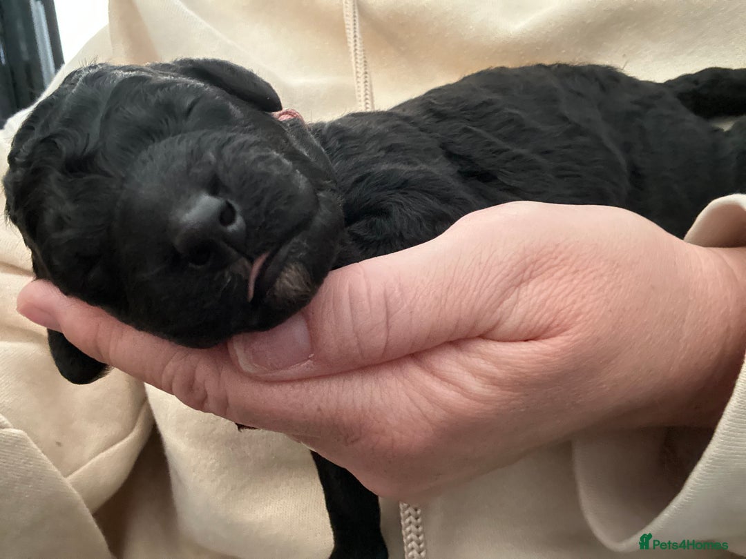 Bernedoodle dogs for sale: Bernedoodle x Labradoodle  - Image 29
