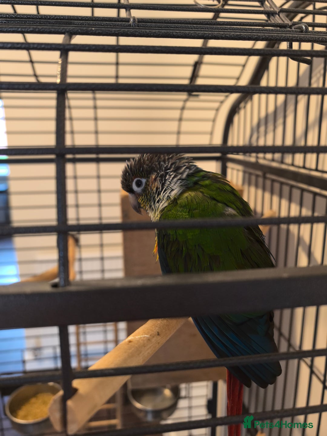 Conures birds for sale: Green cheek conure - Image 4