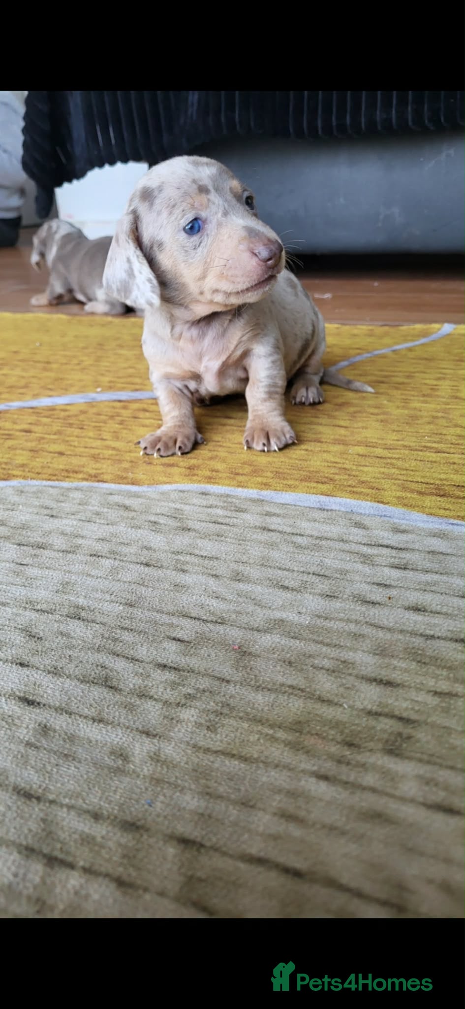 Dachshund dogs Mini dapple pups for sale  - Advert 1