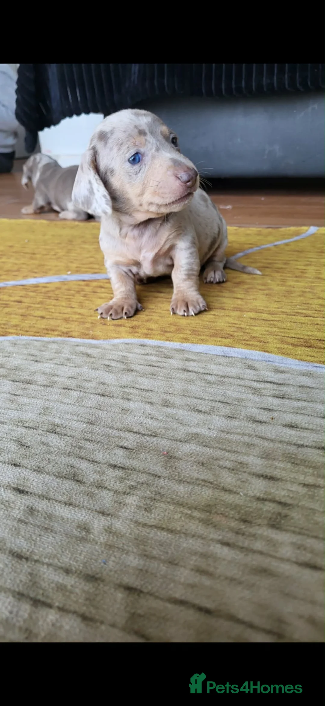 Dachshund dogs for sale: Mini dapple pups for sale  in Barnsley - Advert 1