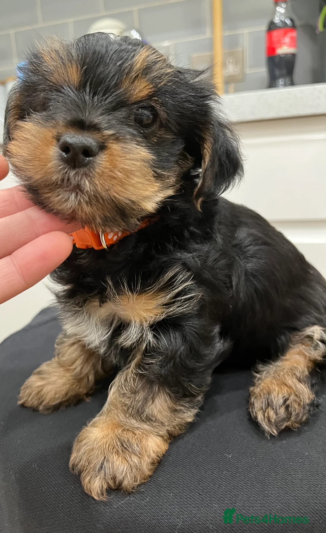 Yorkshire Terrier dogs for sale: READY NOW !! MINI YORKSHIRE TERRIERS FOR SALE - Advert 25