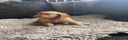 Cockapoo dogs for sale: f1b miniature dna health tested cockerpoos  - Advert 21