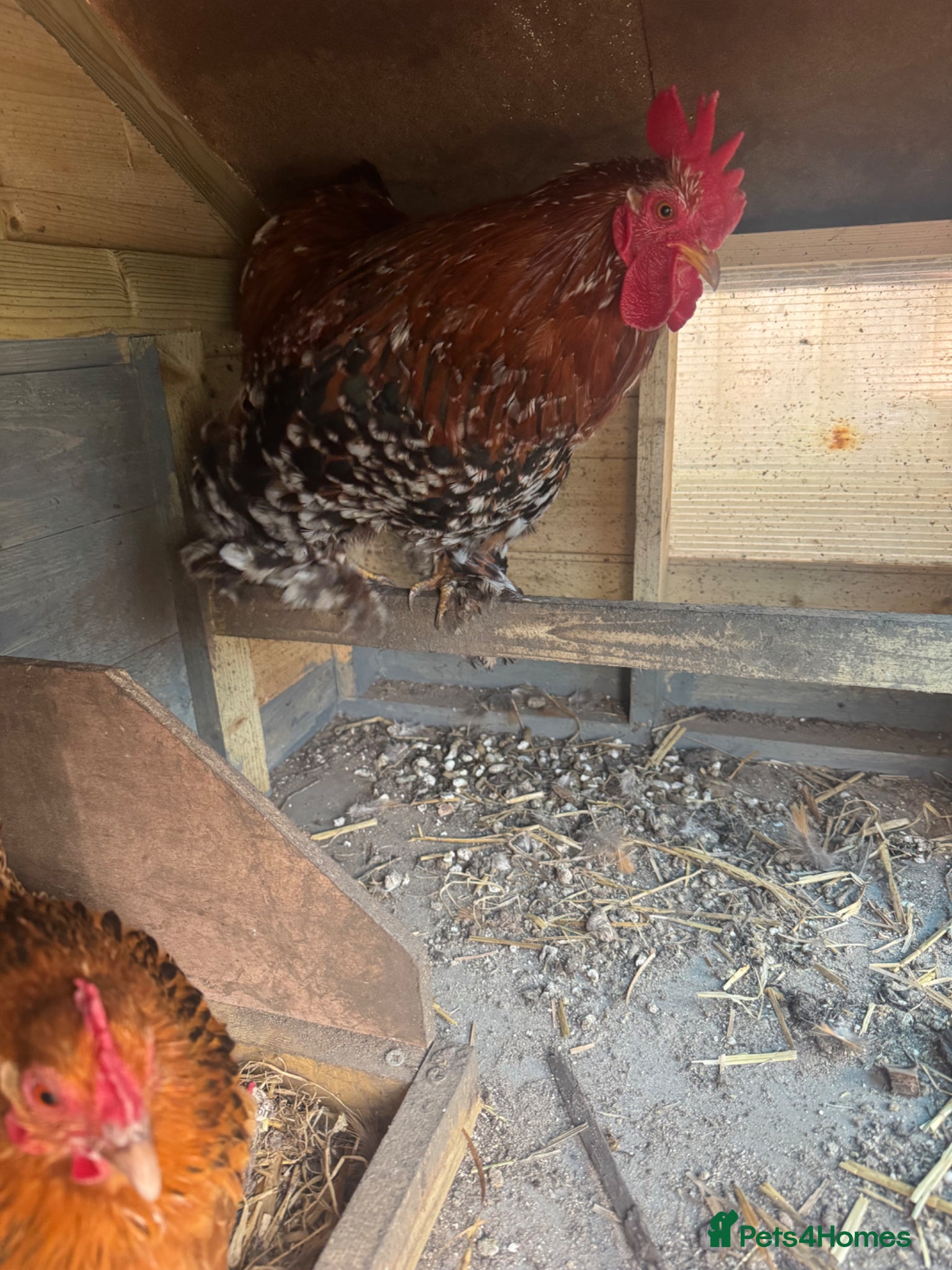 Chickens poultry Pekin cockerel for new home - Advert 3