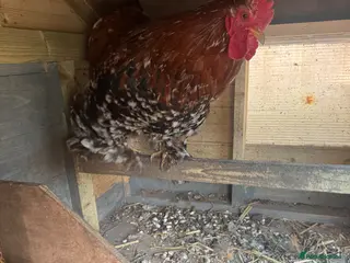 Chickens poultry Pekin cockerel for new home - Advert 5