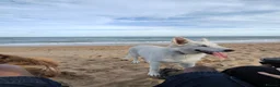 Mixed Breed dogs for sale: German Shepherd x White Swiss Shepherd - Advert 2