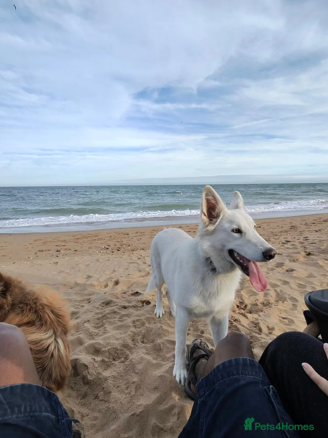 Mixed Breed dogs for sale: German Shepherd x White Swiss Shepherd - Advert 2