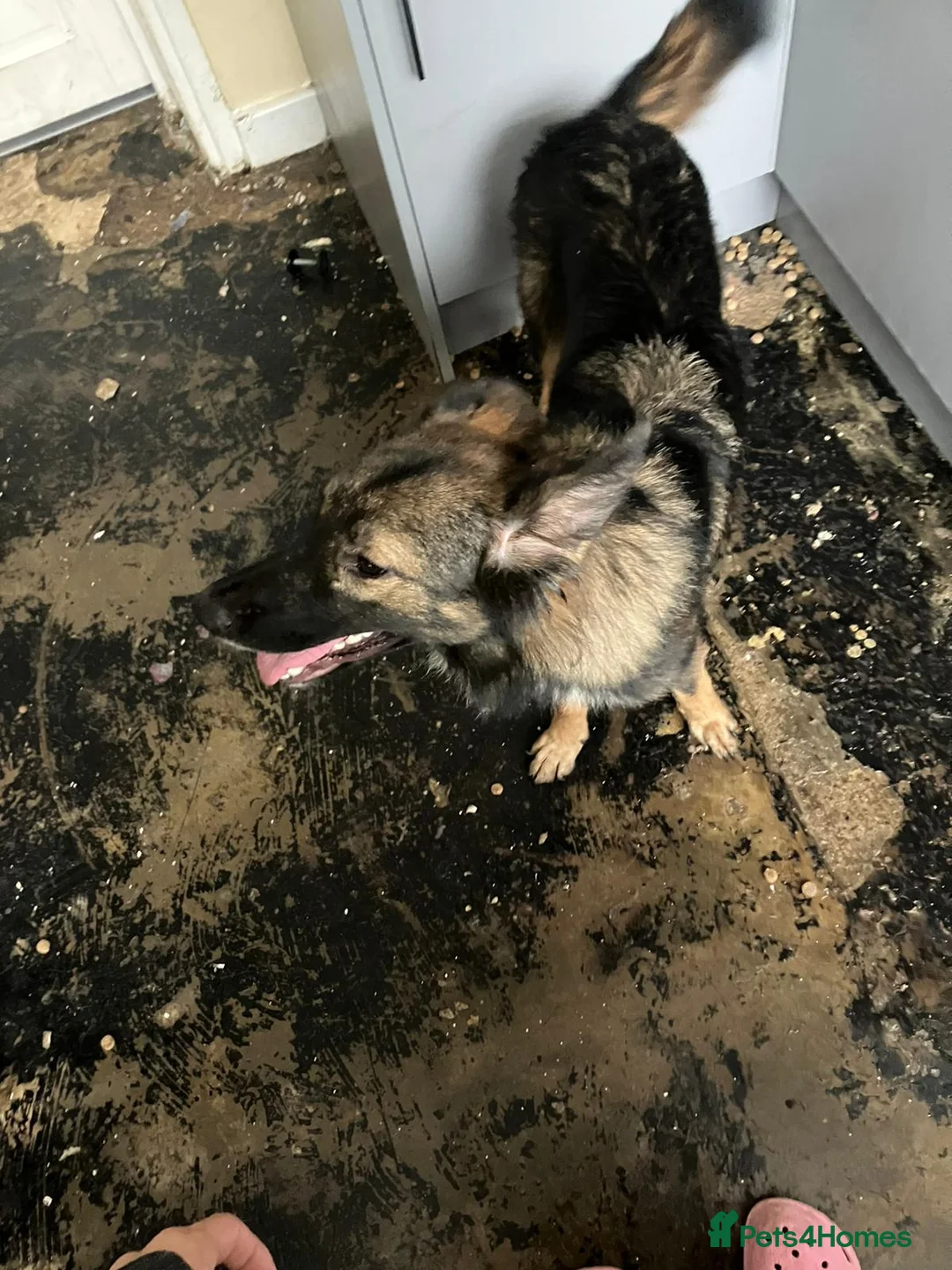 Shepsky dogs for sale: 10 month old shepsky bitch - Advert 2