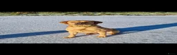 Springador dogs for sale: Springador puppies  in Camelford - Advert 15
