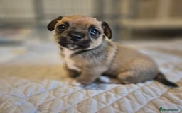 Mixed Breed dogs for sale: Jack chi puppies - Image 4