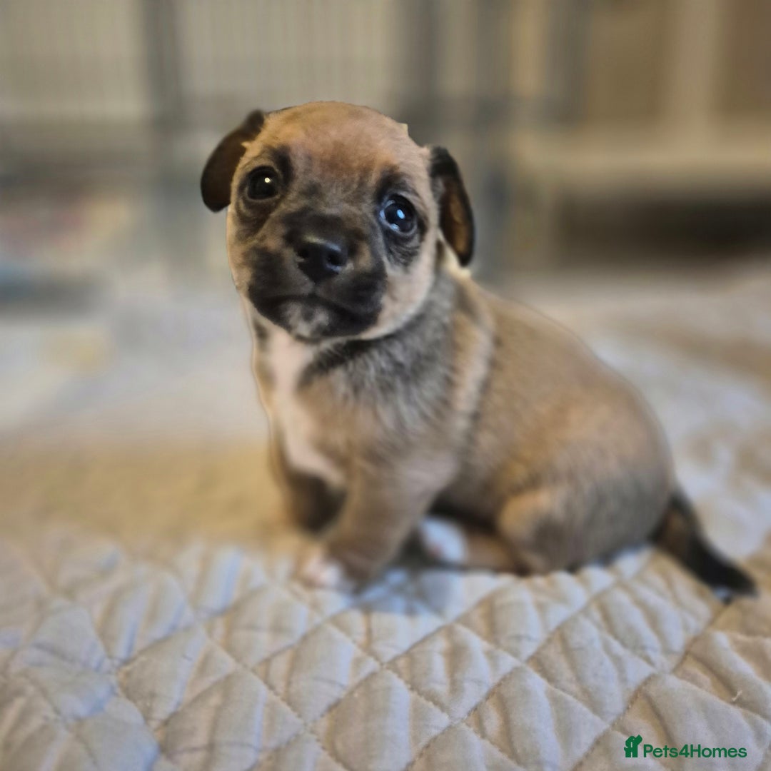 Mixed Breed dogs for sale: Jack chi puppies - Image 4