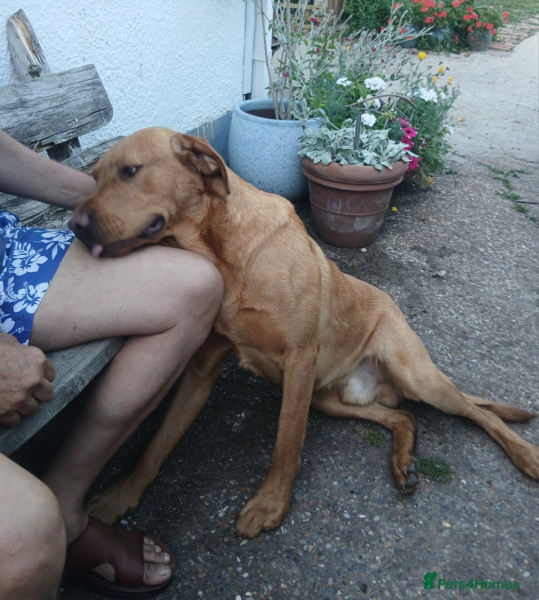 Labrador Retriever dogs for sale: 2 year old Male Fox Red Labrador KC reg for sale. - Image 5