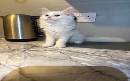 Maine Coon cats for sale: Pure bred Maine coon kittens  - Image 3