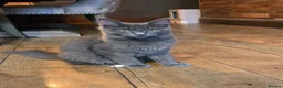 Maine Coon cats for sale: GCCF Blue Maine Coon litter ready to go - Advert 4