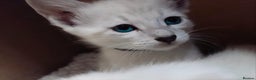 Siamese cats for sale: EXCEPTIONAL SNOW KITTENS WITH BRIGHT BLUE EYES - Advert 6