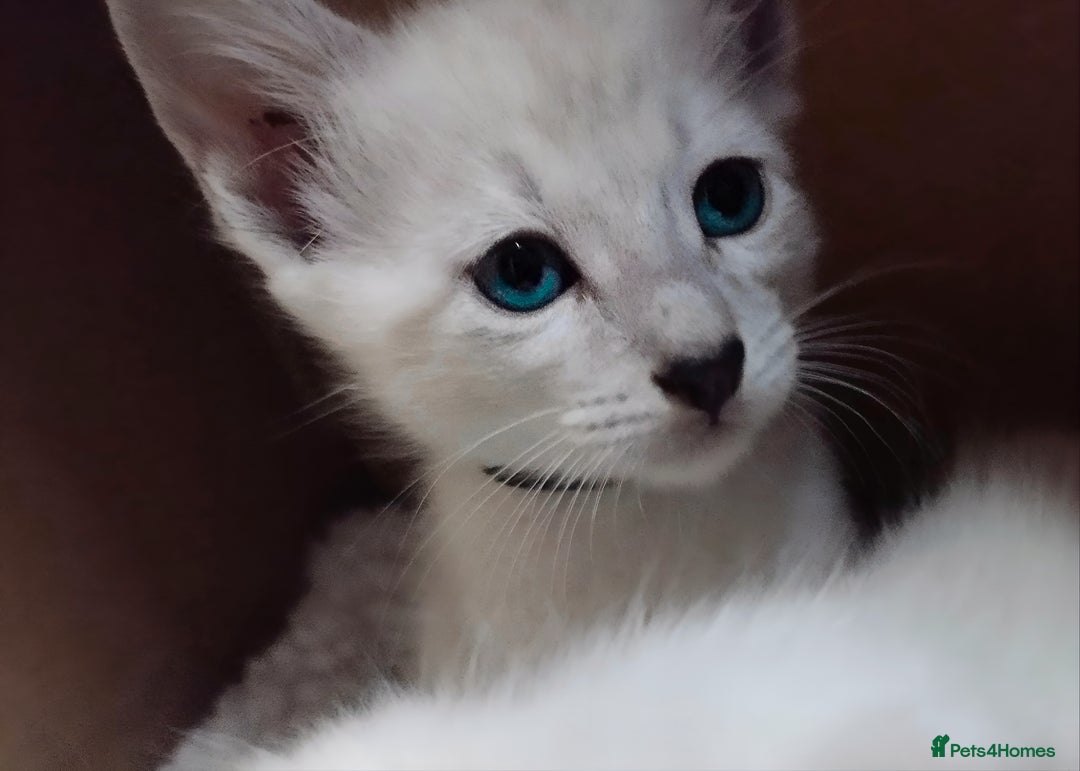 Siamese cats for sale: Absolutely EXCEPTIONAL Snow Kittens - Image 2