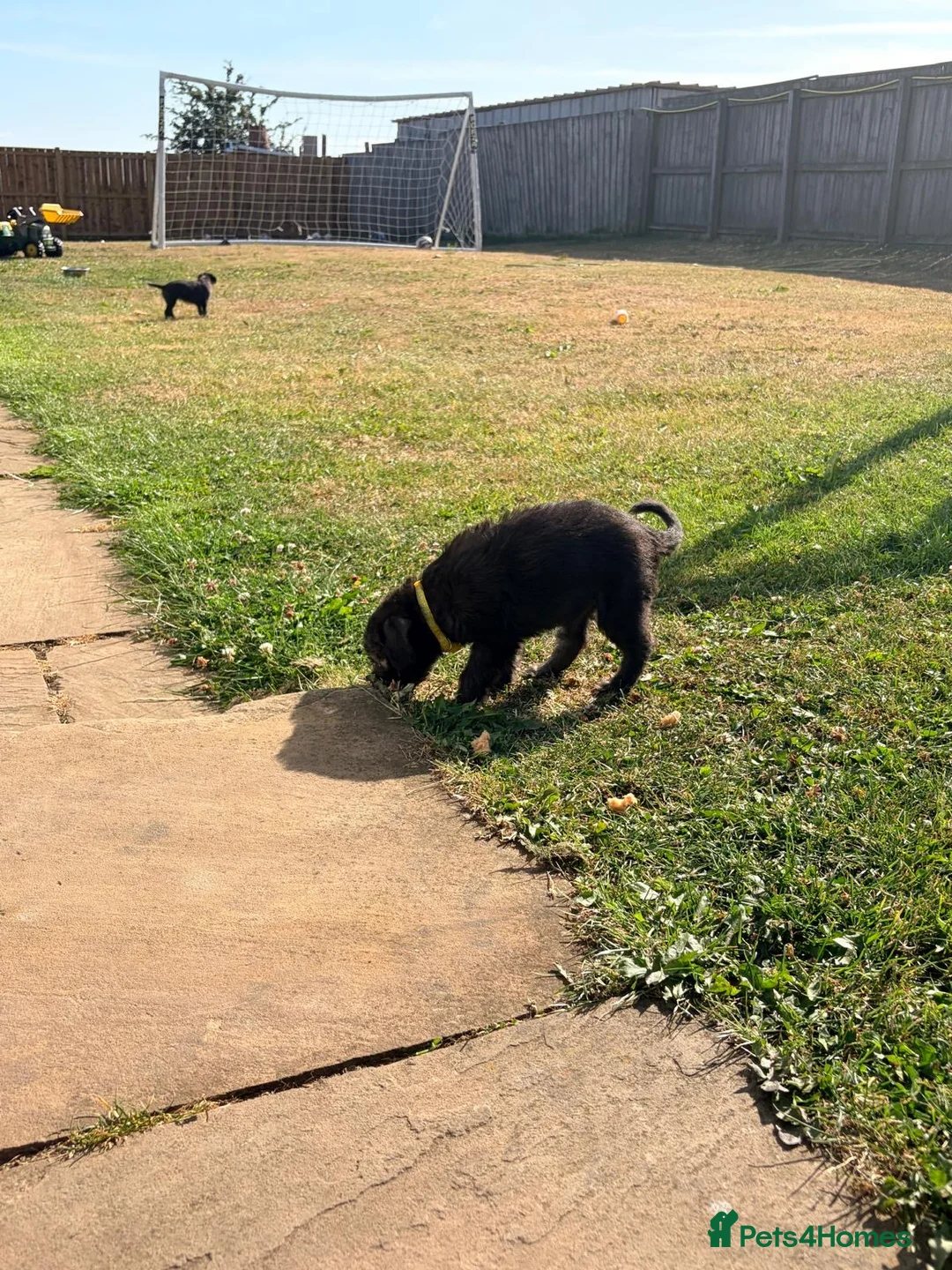 Mixed Breed dogs for sale: Bedlington whippets in Bishop Auckland - Advert 32
