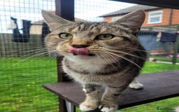 Mixed Breed cats for adoption: LOCKY  - Image 7