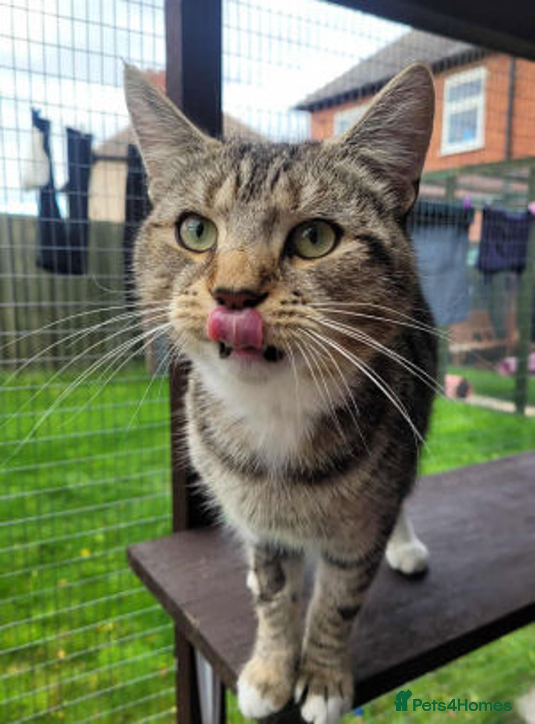 Mixed Breed cats for adoption: LOCKY  - Image 7