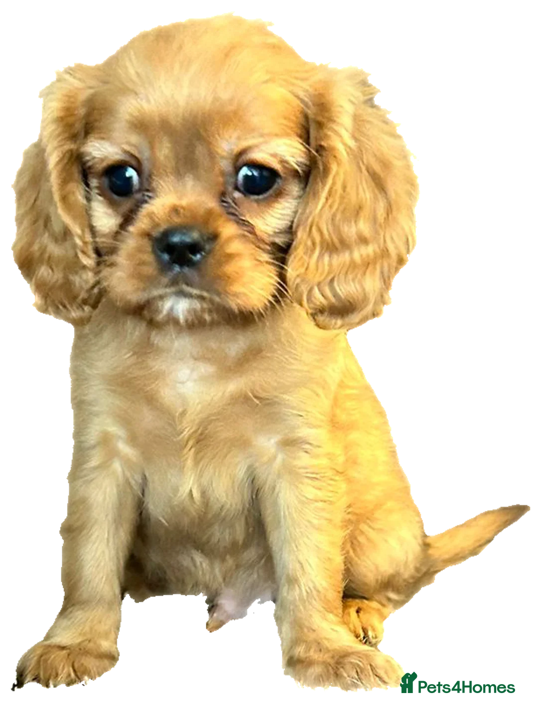 Cavalier King Charles Spaniel dogs for stud:  HEALTH TESTED kc cavalier king charles for stud  in Bedford - Advert 17