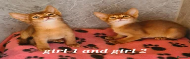 Abyssinian 4