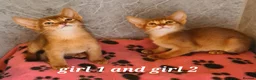 Abyssinian cats for sale: Pedigree tica reg Abyssinians - Advert 6