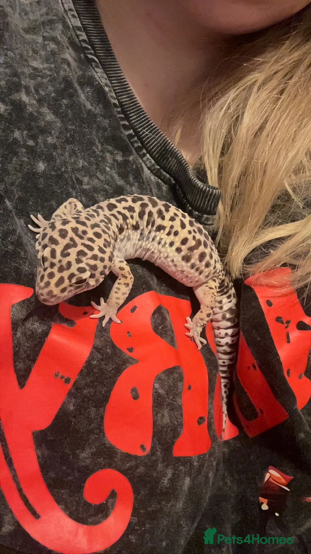 Leopard Gecko reptiles for sale: Leopard gecko and enclosure and spray bottle  - Advert 2